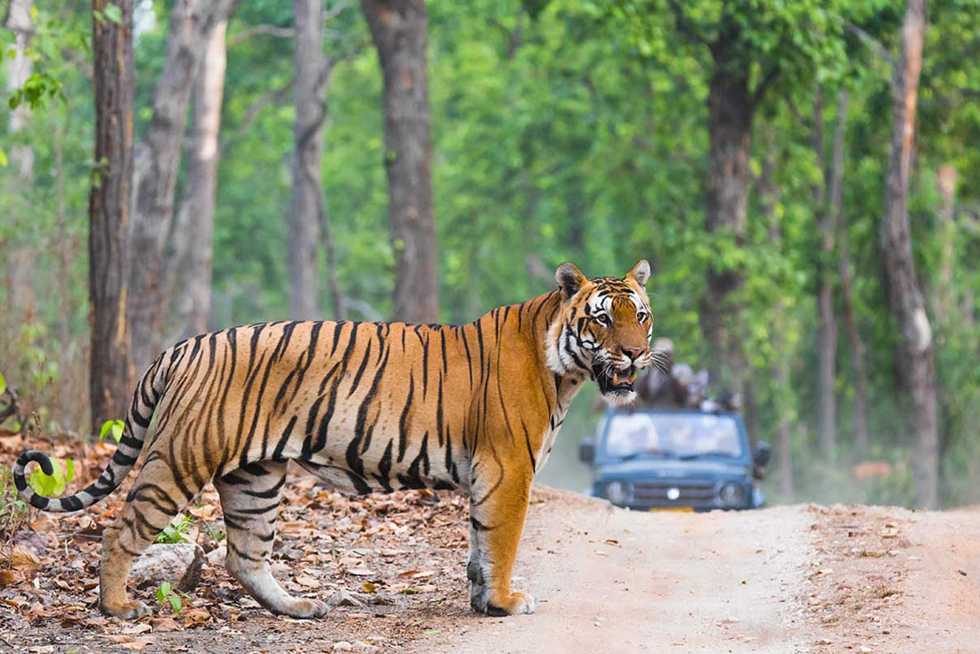 Safari at Nature Nest