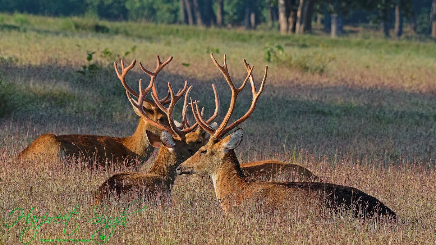 Diverse Wildlife